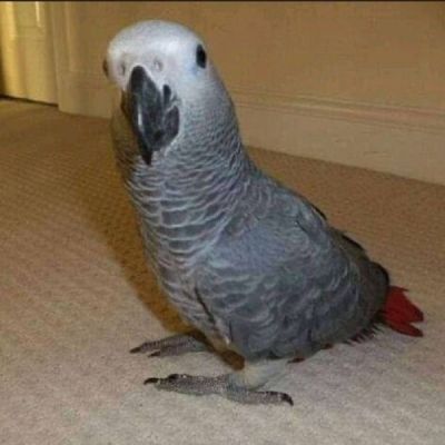 Hand-Raised African Grey for Sale
