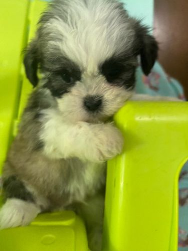 lhasa apso puppies ready june 