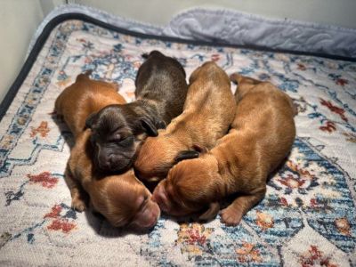 - Dachshund puppies born 5/7/2025 - 225-290-9000