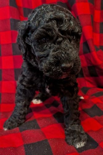 6-wk old Golden Sheepadoodle