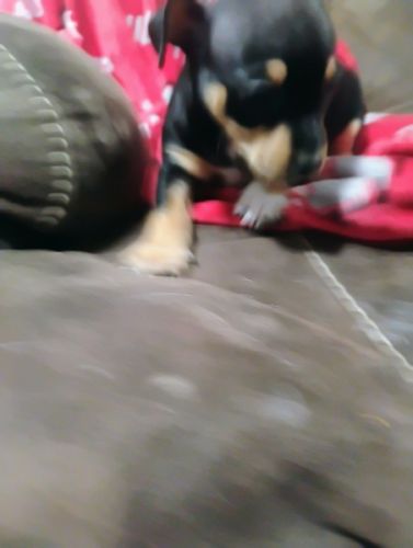 Chihauahua Puppy