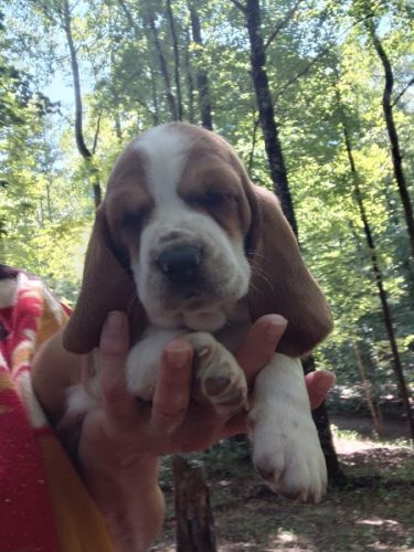 BASSET HOUND PUPPY AKC 