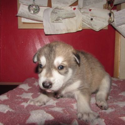 wolf cubs for sale