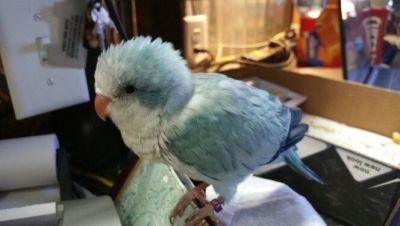 Amazing parakeet parrots looking for new homes