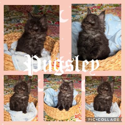 Beautiful CFA Black Smoke Male Kittens