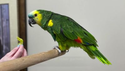 Intelligent Amazon Parrots