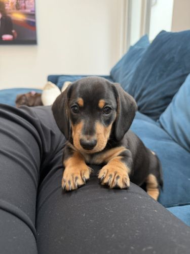 Quality Dachshund puppies