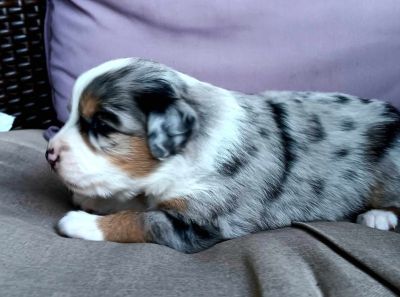 &quot;Blossom&quot; ASDR Blue Merle Miniature Female Aussie