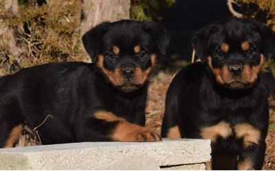 Marvelous Rottweiler for adoption