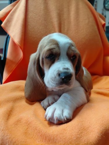 BASSET HOUND PUPPY AKC 