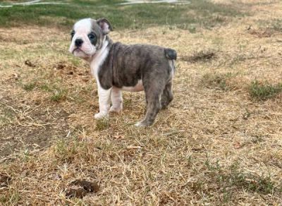 English Bulldog Puppies comes with vet records