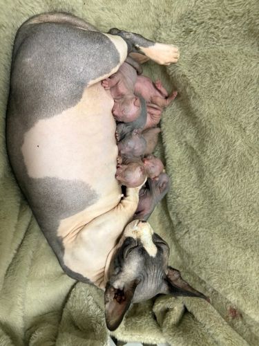 Bambino Kittens- Paducah ky