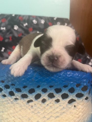 lhasa apso small puppies