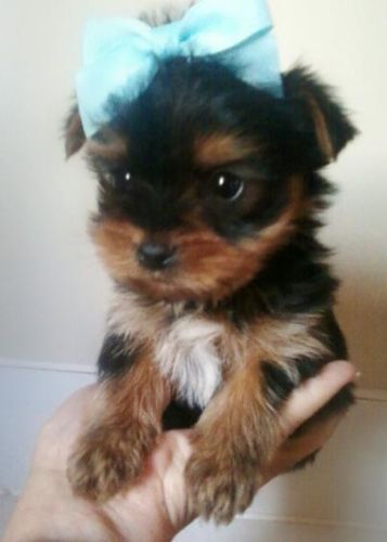 Classic Teacup Yorkie Puppies For Adoption