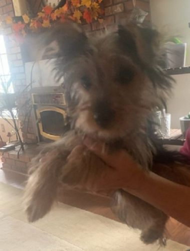 Beautful Small Male Purebred Yorkie Terrier