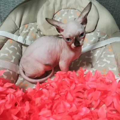 Healthy male and female Sphynx Cats