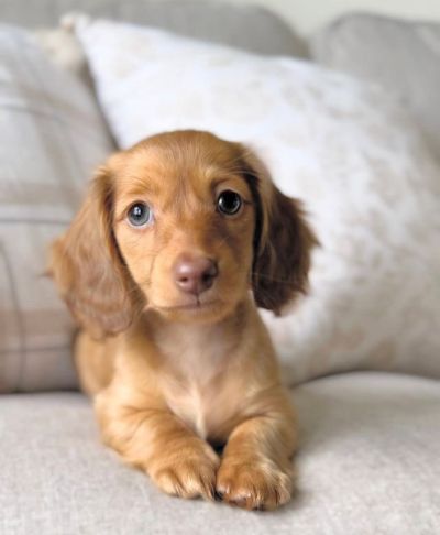 Outstanding mini Dachshund puppies for re homing.