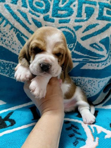 AKC BASSET HOUND Puppies in North Carolina