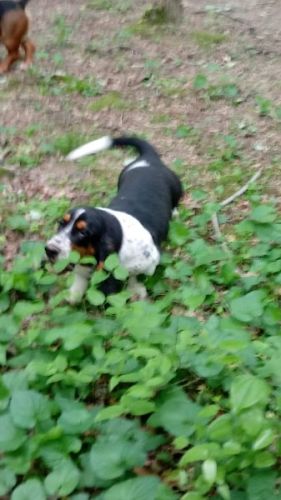AKC ADULT BASSET HOUND FEMALE, Tri -colo