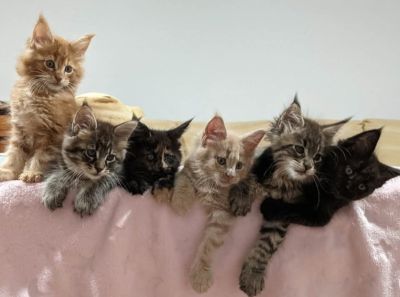 Adorable Maine Coon kittens