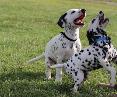 Passionate Dalmatian pups ready for new homes