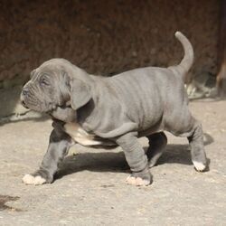 Neapolitan Mastiff for Sale
