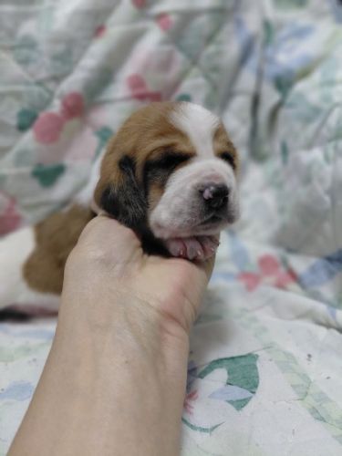AKC BASSET HOUND Puppies in North Carolina