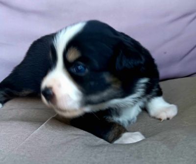 &quot;Briar&quot; ASDR Black Tri Miniature Female Aussie