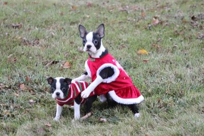 CKC Boston Terrier Puppies !