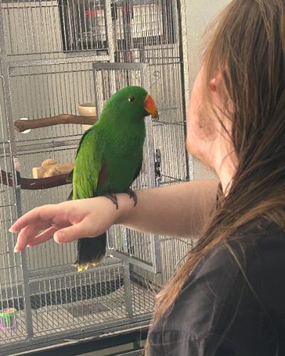 Hand reared Eclectus parrots available for new hom