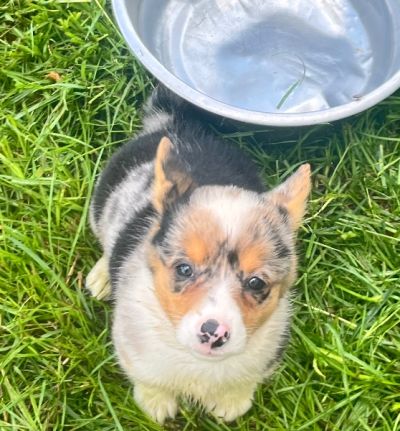 Beautiful Pembroke Corgi Female