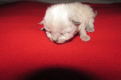 Ragdoll kittens for sale