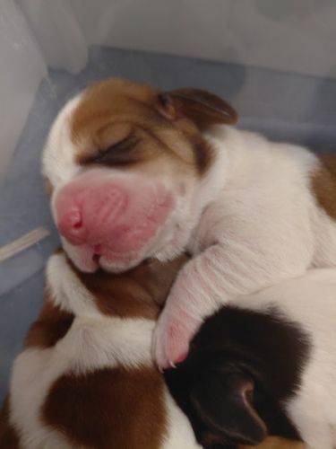 AKC BASSET HOUND in North Carolina