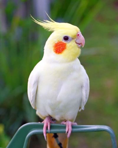 Outstanding Cockatiel Parrots