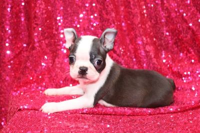 CKC Boston Terrier Puppies !