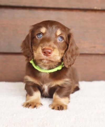 Adorable mini dachshund puppies for sale