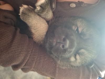 Shepski puppies for sale 