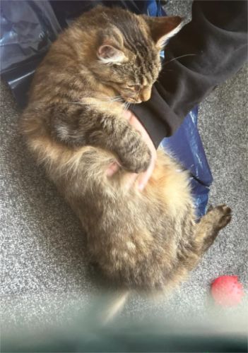 Cute male and female maine Coon kittens