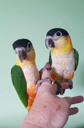 Black-headed Caique for Sale in So FL