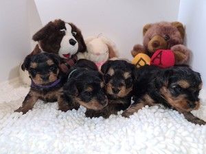 Miniature Yorkshire Terrier