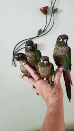 Normal Green Cheek Conures for Sale in So FL