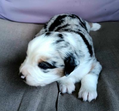 &quot;Bliss&quot; ASDR Blue Merle Miniature Female Aussie