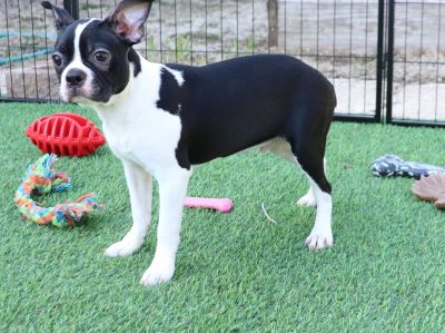 CKC Boston Terrier Puppies !