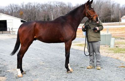 6 years old Thoroughbred for new home