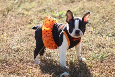 CKC Boston Terrier Puppies !