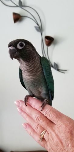 Turquoise Green Cheek Conures for Sale in So FL