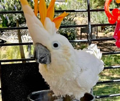 Healthy Citron Cockatoo for Sale