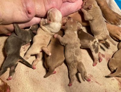 Pocket bully puppies for sale