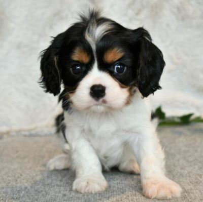 Adorable Cavalier King Charles Puppies for Sale – 