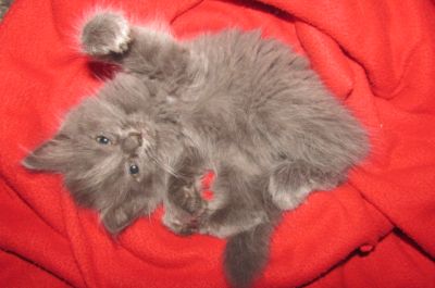 Ragdoll kittens for sale